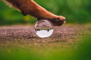 Dog Ball Launcher: Minimizing Destructive Behavior in Dogs