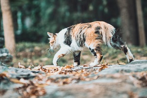 Tactical Cat Harness: Preventing Cats from Getting Lost