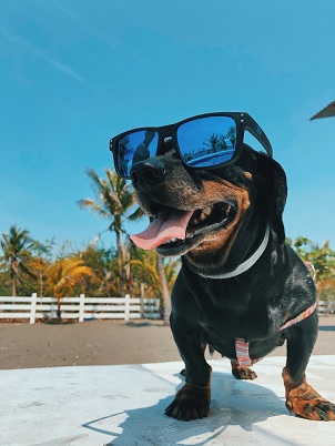 Adding Safety Rails to Your Dog Boat Ramp: A How-To Guide