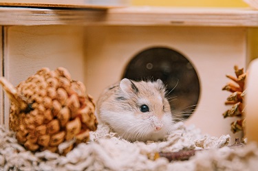 How to Keep Your Hamster Wooden Cage Clean